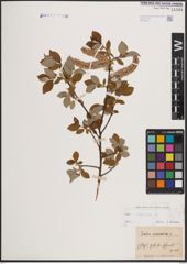 Foto von Salix caprea L.